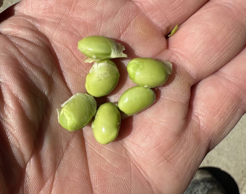 6 september 2025; gewasgroei edamame sojabonen