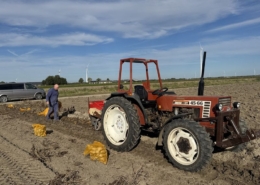 25 september 2025; aardappelproefveld rooien Sloots Agri
