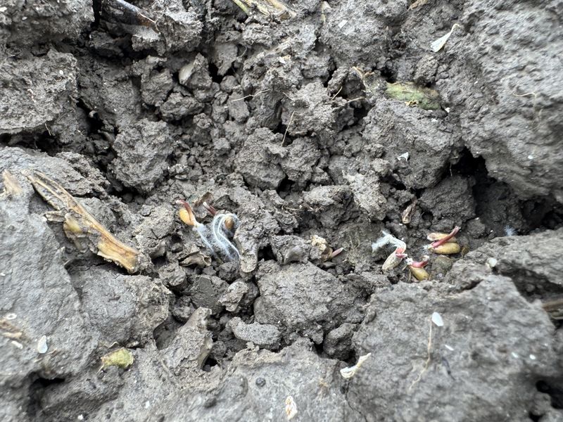 8 oktober 2025; gewasgroei winterrogge