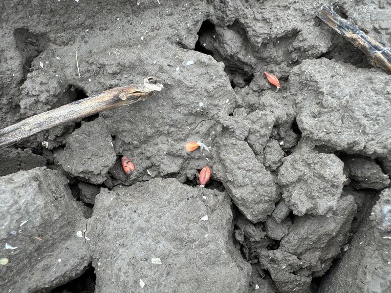 8 oktober 2025; gewasgroei wintergerst; ras is Joyau