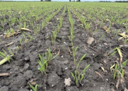 16 oktober 2025; gewasgroei winterrogge
