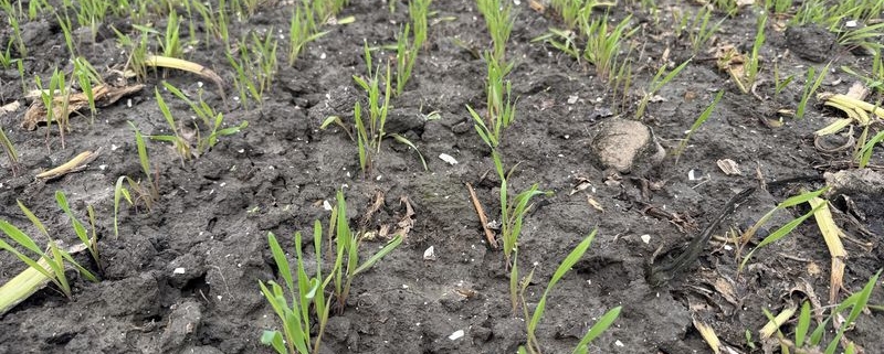 16 oktober 2025; gewasgroei winterrogge
