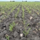 16 oktober 2025; gewasgroei winterrogge