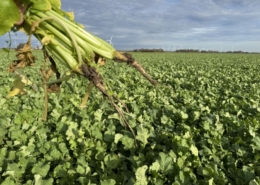 12 november 2025; gewasgroei groenbemester bladrammenas perceel 2