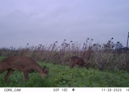 3 december 2025; gewasgroei bloemblok (ANLb)