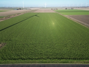 30 december 2025; gewasgroei groenbemester perceel 4