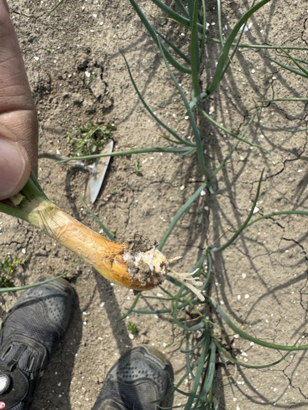 15 december 2025; uien afleveren