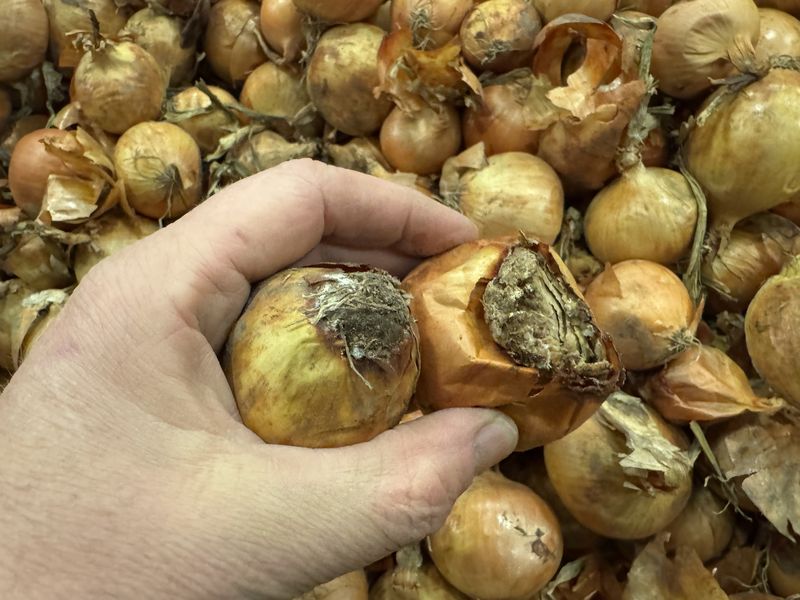 15 december 2025; uien afleveren