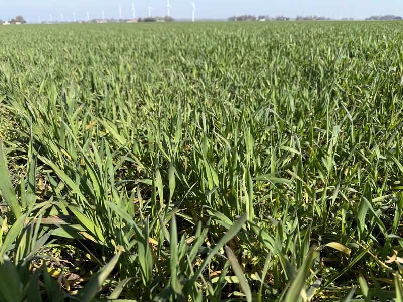 19 maart 2026; gewasgroei winterrogge