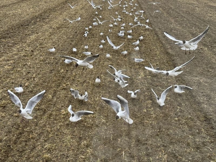 13 april 2026; rotorkopen bietenperceel 13 april 2026; rotorkopen bietenperceel