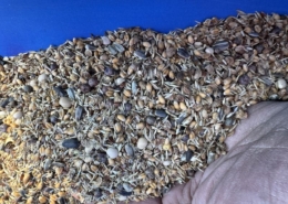 22 april 2026; kruidenrijke akkerrand zaaien en beregenen