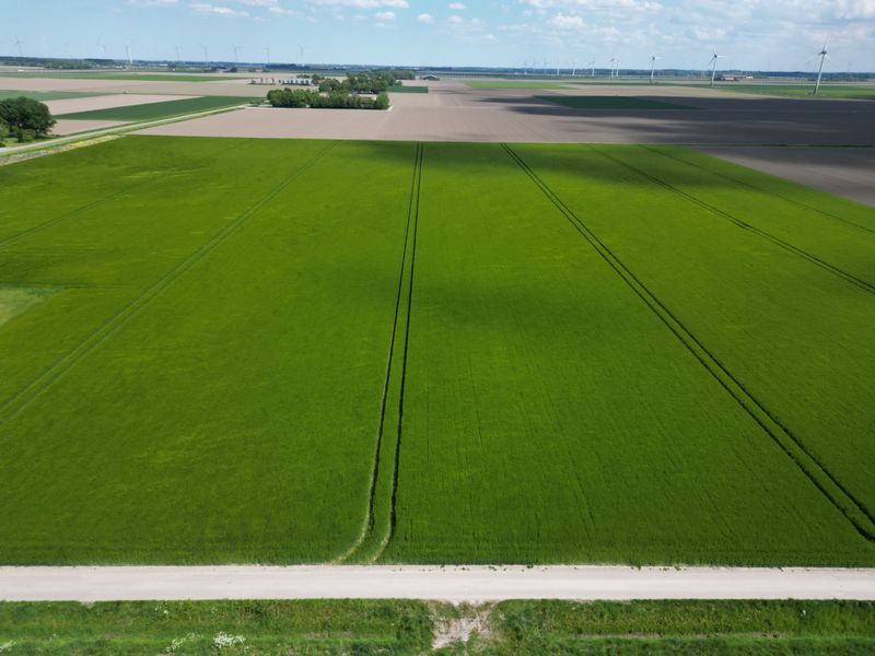 10 mei 2026; gewasgroei wintergerst; ras is Joyau