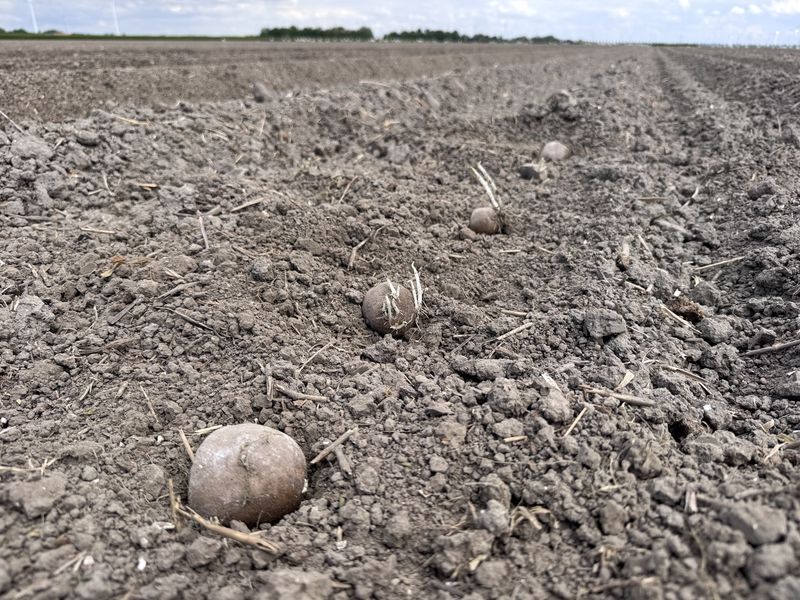 10 mei 2026; gewasgroei aardappelen, ras is Innovator