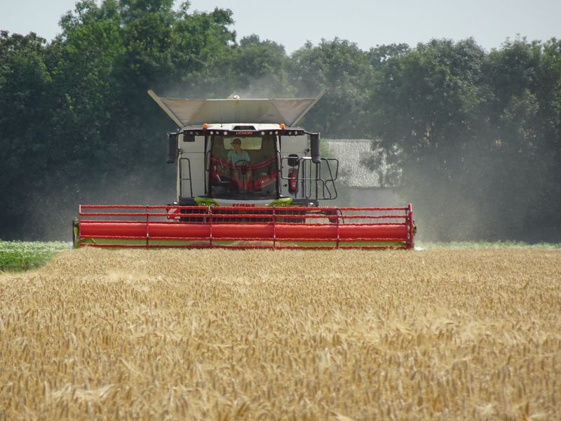 27 juni 2026; oogst wintergerst