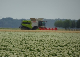 27 juni 2026; oogst wintergerst
