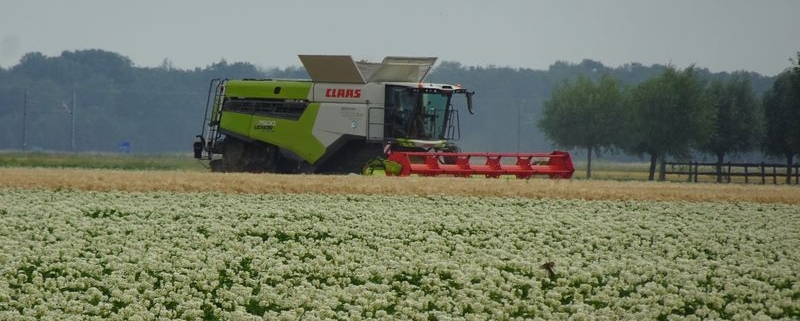 27 juni 2026; oogst wintergerst