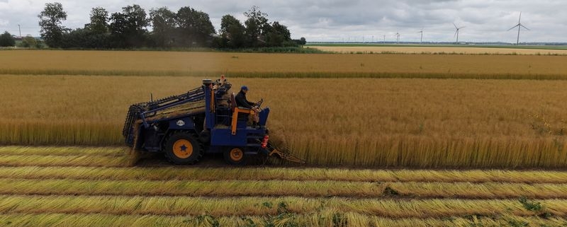 8 juli 2026; Vlas plukken