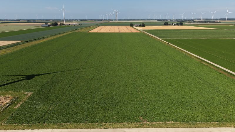 13 juli 2026; gewasgroei suikerbieten 13 juli 2026; gewasgroei suikerbieten