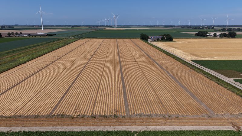 13 juli 2026; gewasgroei vlas 13 juli 2026; gewasgroei vlas