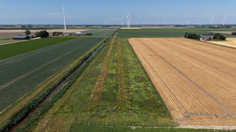 13 juli 2026; gewasgroei ANLb 13 juli 2026; gewasgroei ANLb