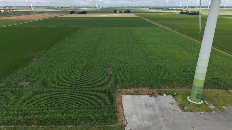 27 juli 2026; gewasgroei edamame sojabonen