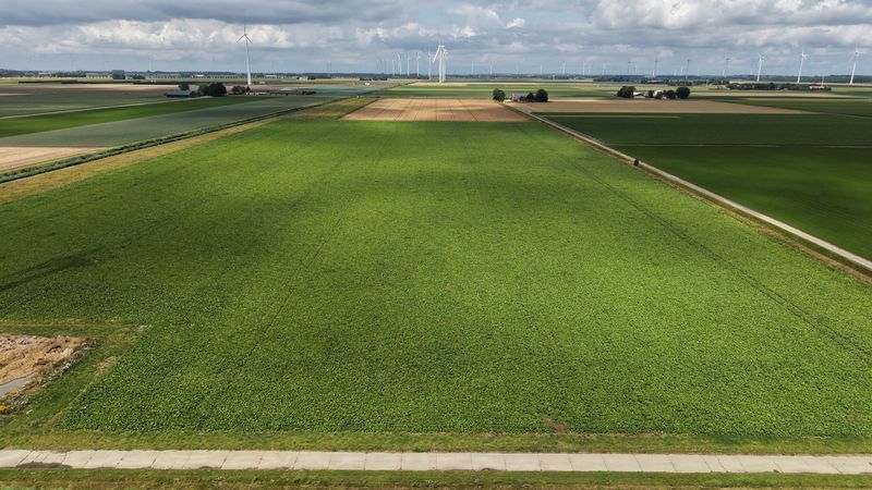 27 juli 2026; gewasgroei suikerbieten 27 juli 2026; gewasgroei suikerbieten
