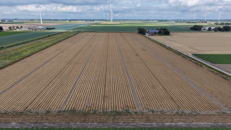 27 juli 2026; gewasgroei vlas