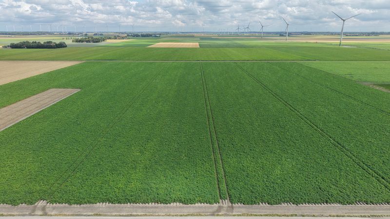 27 juli 2026; gewasgroei aardappelen, ras is Innovator