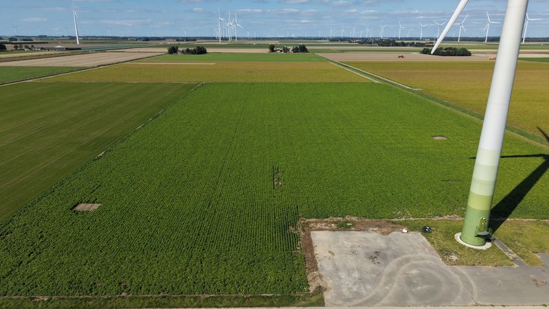 24 augustus 2026; gewasgroei edamame sojabonen