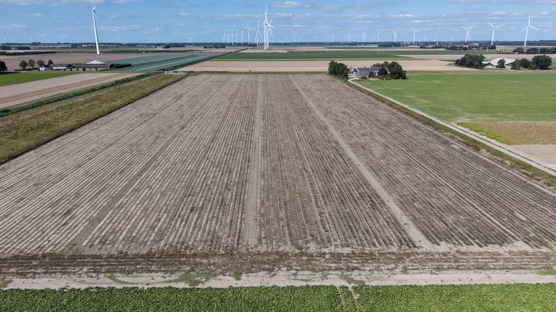 24 augustus 2026; gewasgroei vlas