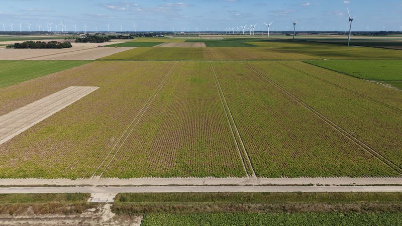 24 augustus 2026; gewasgroei aardappelen, ras is Innovator