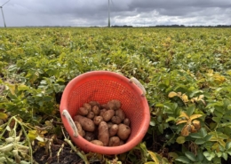 17 augustus 2026; 1e proefrooiing Innovator aardappelen