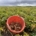 17 augustus 2026; 1e proefrooiing Innovator aardappelen