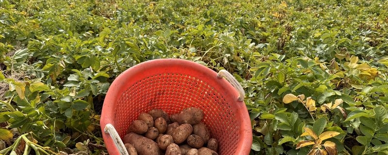 17 augustus 2026; 1e proefrooiing Innovator aardappelen