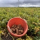 17 augustus 2026; 1e proefrooiing Innovator aardappelen