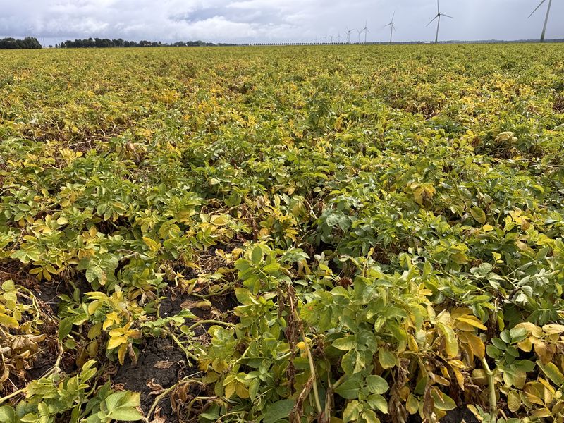 17 augustus 2026; 1e proefrooiing Innovator aardappelen