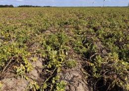 24 augustus 2026; gewasgroei aardappelen, ras is Innovator