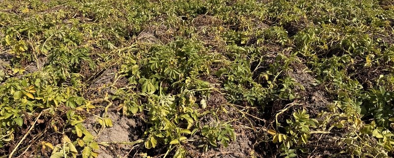 24 augustus 2026; gewasgroei aardappelen, ras is Innovator