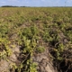 24 augustus 2026; gewasgroei aardappelen, ras is Innovator