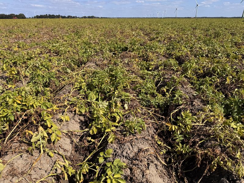 24 augustus 2026; gewasgroei aardappelen, ras is Innovator