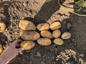 24 augustus 2026; gewasgroei aardappelen, ras is Innovator