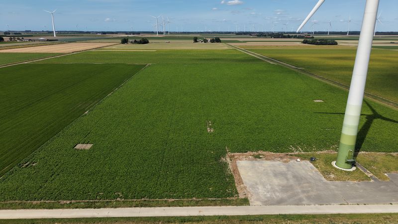 10 augustus 2026; gewasgroei edamame sojabonen