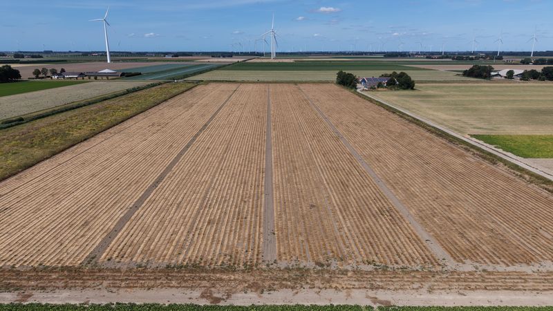 10 augustus 2026; gewasgroei vlas