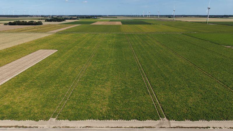 10 augustus 2026; gewasgroei aardappelen, ras is Innovator