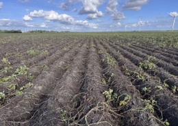 1 september 2026; gewasgroei aardappelen, ras is Innovator