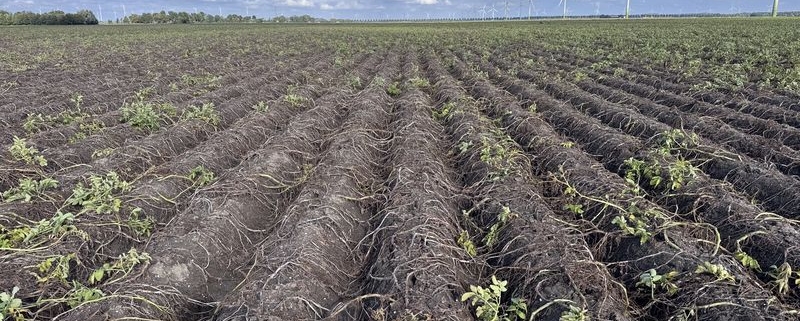 1 september 2026; gewasgroei aardappelen, ras is Innovator