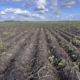 1 september 2026; gewasgroei aardappelen, ras is Innovator