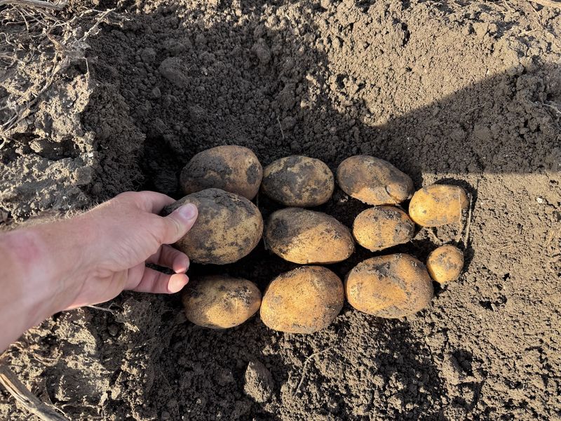 1 september 2026; gewasgroei aardappelen, ras is Innovator